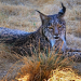 Wild Winners - Helden der Tierwelt