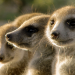 Die sozialen Netzwerke der Tiere