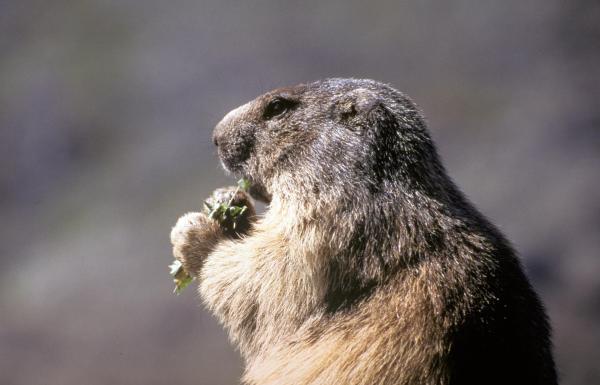 Bild 1 von 10: Im Bild: Murmeltier (Marmota marmota), Europäische Alpen.