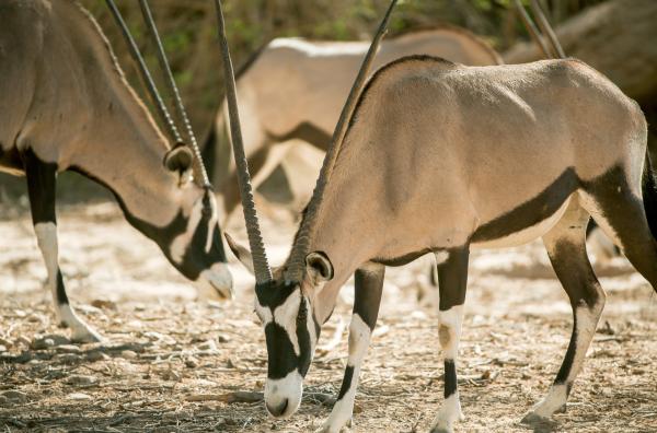 Bild 1 von 6: Die Oryxantilope ist die einzige Antilopenart, die in der extremen Hitze der Namib-Wüste einen kühlen Kopf bewahrt.