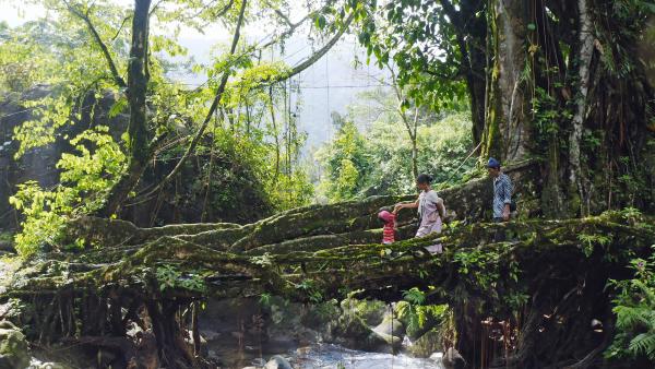 Bild 1 von 14: Eine Familie aus der Volksgruppe der Khasi überquert in Meghalaya im Nordosten Indiens eine lebende Brücke, die aus den Wurzeln eines Feigenbaums angelegt wurde.