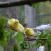 Anna und die Haustiere