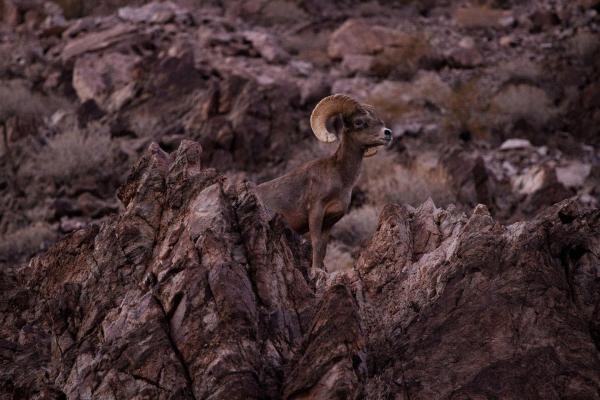 Bild 1 von 3: Im Bild: Grand Canyon.