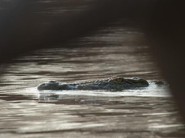 Bild 1 von 56: Im Bild: Nilkrokodil, Nsumbu Nationalpark, Sambia.