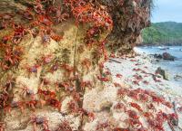 Geheimnisvolle Erde: Wälder