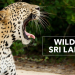 Wildes Sri Lanka