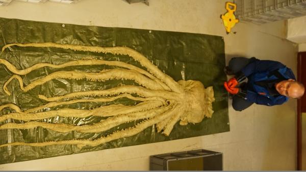 Bild 1 von 3: Der Biologe Charles Paxton glaubt, der Riesenkalmar könnte einer der Ursprünge für die Legende vom Kraken sein.