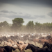 Archaic Festivals - Gaucho-Rodeo in Argentinien