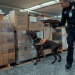 Airport Security USA