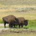 Geheimnis Yellowstone