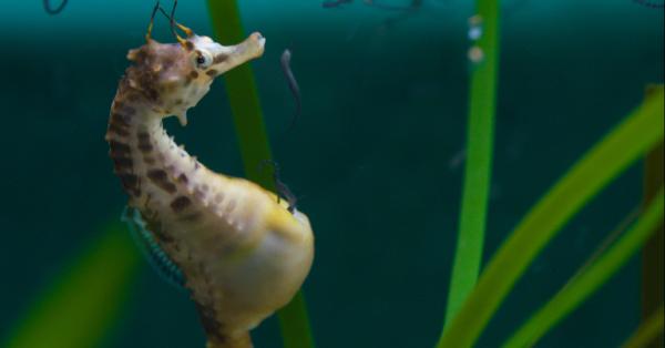 Bild 1 von 5: Bei den Seepferdchen übernehmen die Männchen die Schwangerschaft.
