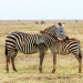 Tierische Titanen - Wildes Grasland