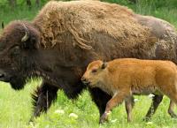 Tiere vor der Kamera
