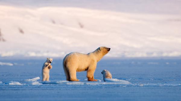 Bild 1 von 1: Vier Jahre folgt Tierfilmer Asgeir Helgestad der Eisbärin \