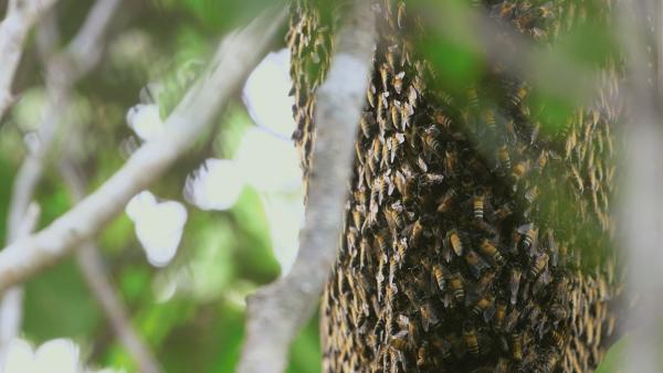 Bild 1 von 5: In diesem Nest leben über 20 000 Apis dorsata, eine große und aggressive Bienenart.
