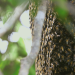 Die Bienenflüsterer