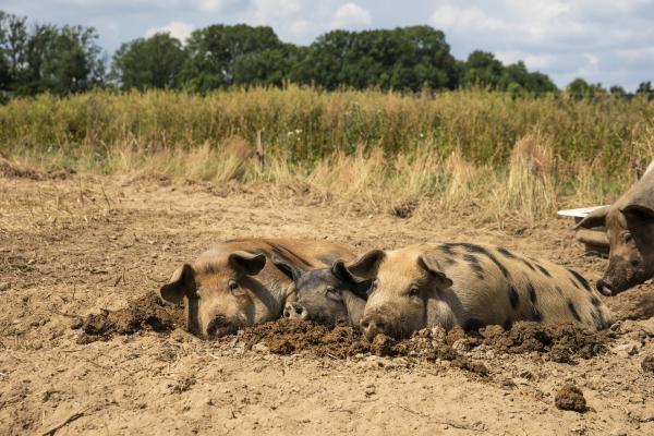 Bild 1 von 24: Drei Schweine suhlen sich.
