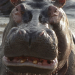 Mythos Kongo