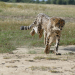 Anna und die wilden Tiere