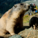 Wildes Bayern
