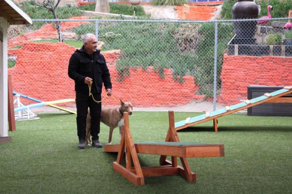 Bild 1 von 1: Cesar Millan