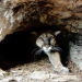 Der Puma - Phantom der Rocky Mountains