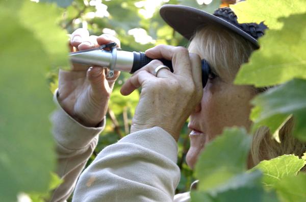 Bild 1 von 3: Sogar die königliche Familie produziert ihren eigenen Sparkling. Seit der Einführung 2013 reißen sich die Engländer um den edlen Tropfen, der im Park von Schloss Windsor angebaut wird. Anne Linder ist hier für die Weinherstellung zuständig.