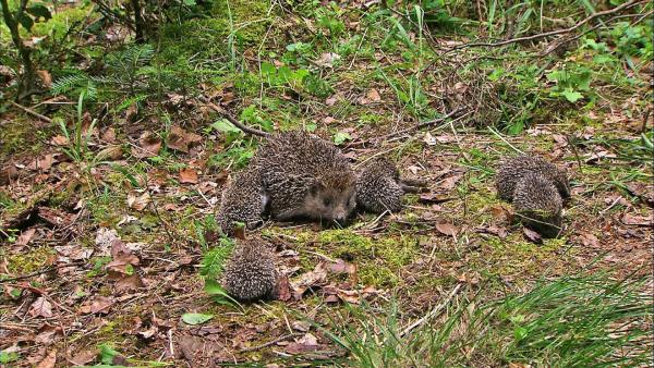Bild 1 von 10: Im Bild: Igel.