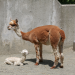 Bronx Zoo - Tierpark der Superlative