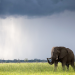 Tödliches Afrika - Tierisches Wettrüsten
