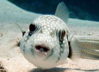 Mysteriöse Meere: Liebe unter Wasser