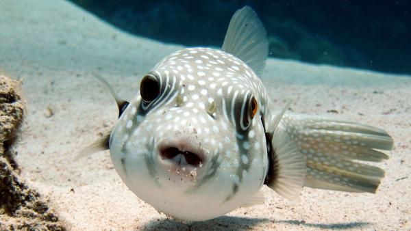 Bild 1 von 7: Beim Weißflecken-Kugelfisch übernimmt das Männchen früh Verantwortung für den Nachwuchs: Es bewacht den Laichplatz und fächelt den Eiern frisches Wasser zu.
