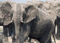 Elefanten hautnah