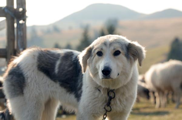 Bild 1 von 6: Tornjak-Hunde haben einen ausgeprägten Instinkt, ihr Territorium vor fremden Menschen oder Raubtieren zu verteidigen.