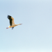 Der Flug der Störche