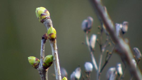 Bild 1 von 16: Wenn das Leben neu erwacht - Ein Panoptikum