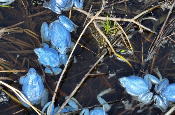 Bild 1 von 5: Sumpfkröten in der Fortpflanzungszeit: In den sonnenwarmen Teichen und Pfützen der von der Donau überfluteten Flächen finden sie ideale Lebensbedingungen.