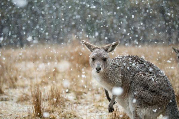 Bild 1 von 15: Ein graues Riesenkänguru muss einem Schneeeinbruch trotzen.