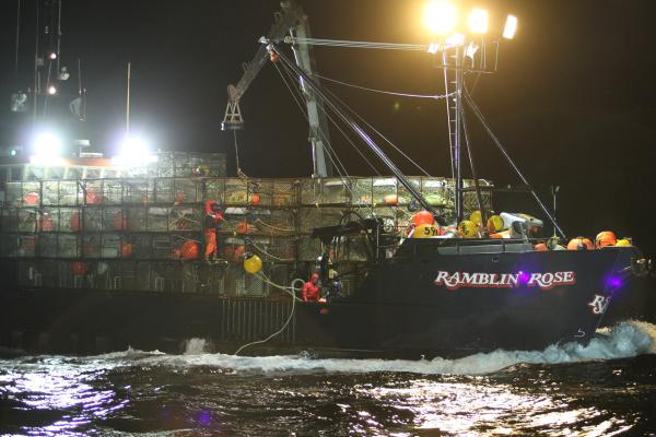 Bild 1 von 4: Ramblin Rose