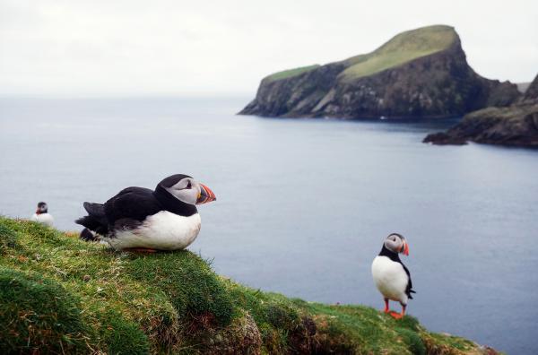Bild 1 von 5: Eine Gruppe von Papageientauchern auf Fair Isle, Schottland