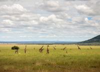 Grzimek und der Kampf um die Serengeti