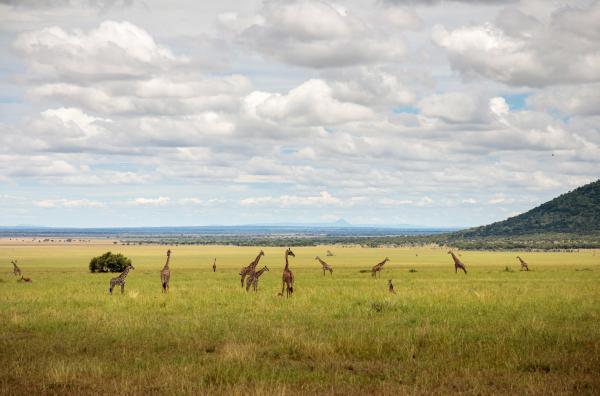 Bild 1 von 6: Der Serengeti-Nationalpark während der Regenzeit