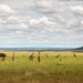 Grzimek und der Kampf um die Serengeti