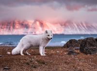 Gefährliche Wildnis