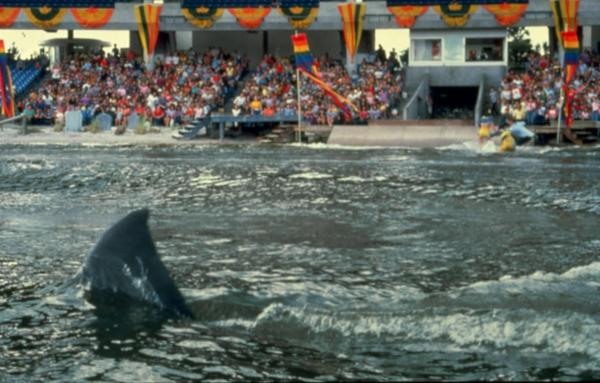 Bild 1 von 9: Am Tag der Eröffnung eines Vergnügungsparks an der Küste Floridas, dringt durch ein beschädigtes Gitter ein Hai-Baby in das Gelände eines Aquariums ein. Die Hai-Mutter nimmt die Suche auf ...