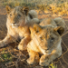 Blood Lions - Skrupellose Löwenjagd