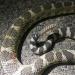 Bilder zur Sendung: Die Wildlife-Cops