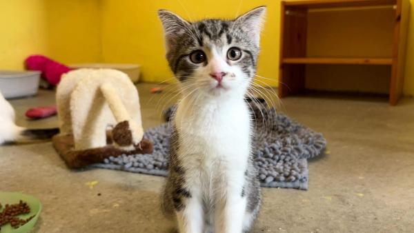 Bild 1 von 1: Im Bild: Auch diese Baby-Katze sucht ein neues Zuhause.