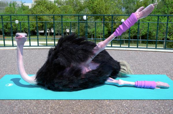 Bild 1 von 1: Der cholerische Vogelstrauß-Trainer ist alles andere als begeistert, als das Giraffenbaby und das Elefantenkind versuchen, den Gymnastikkurs im Park aufzulockern ...
