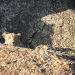 Der Fels der Leoparden